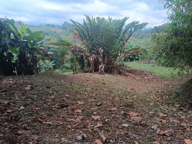 #51 - Área para Venta en Coto Brus - P