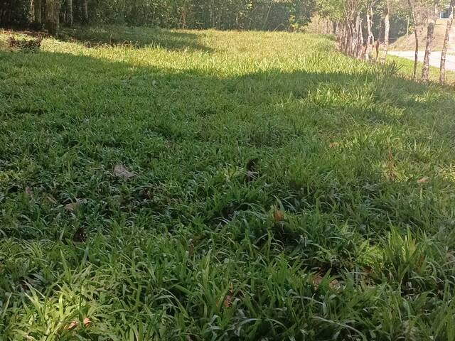 #56 - Terreno para Venta en Coto Brus - P