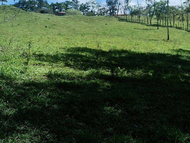 #56 - Terreno para Venta en Coto Brus - P